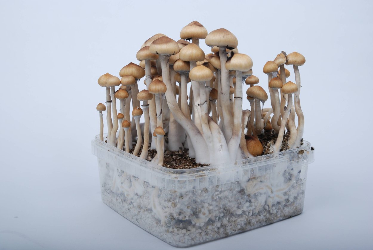 Строфария кубенсис грибы