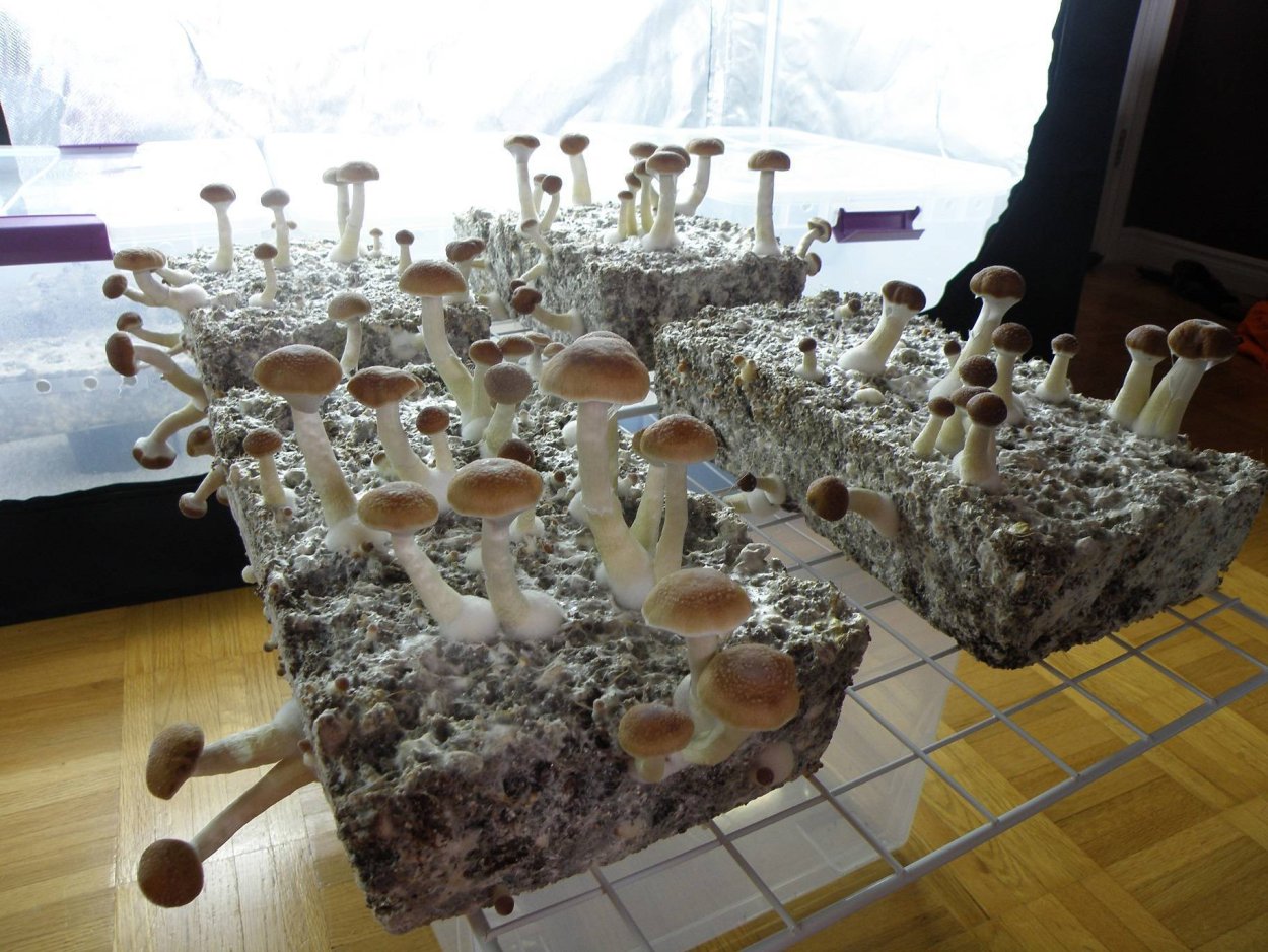 Монотуб кубенсис