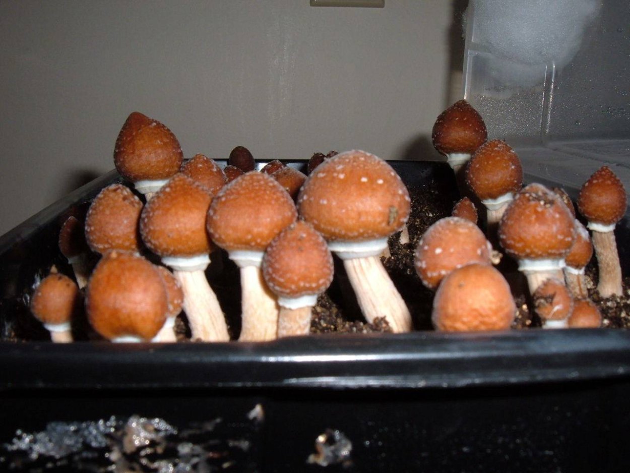 Кубенсис мексикана