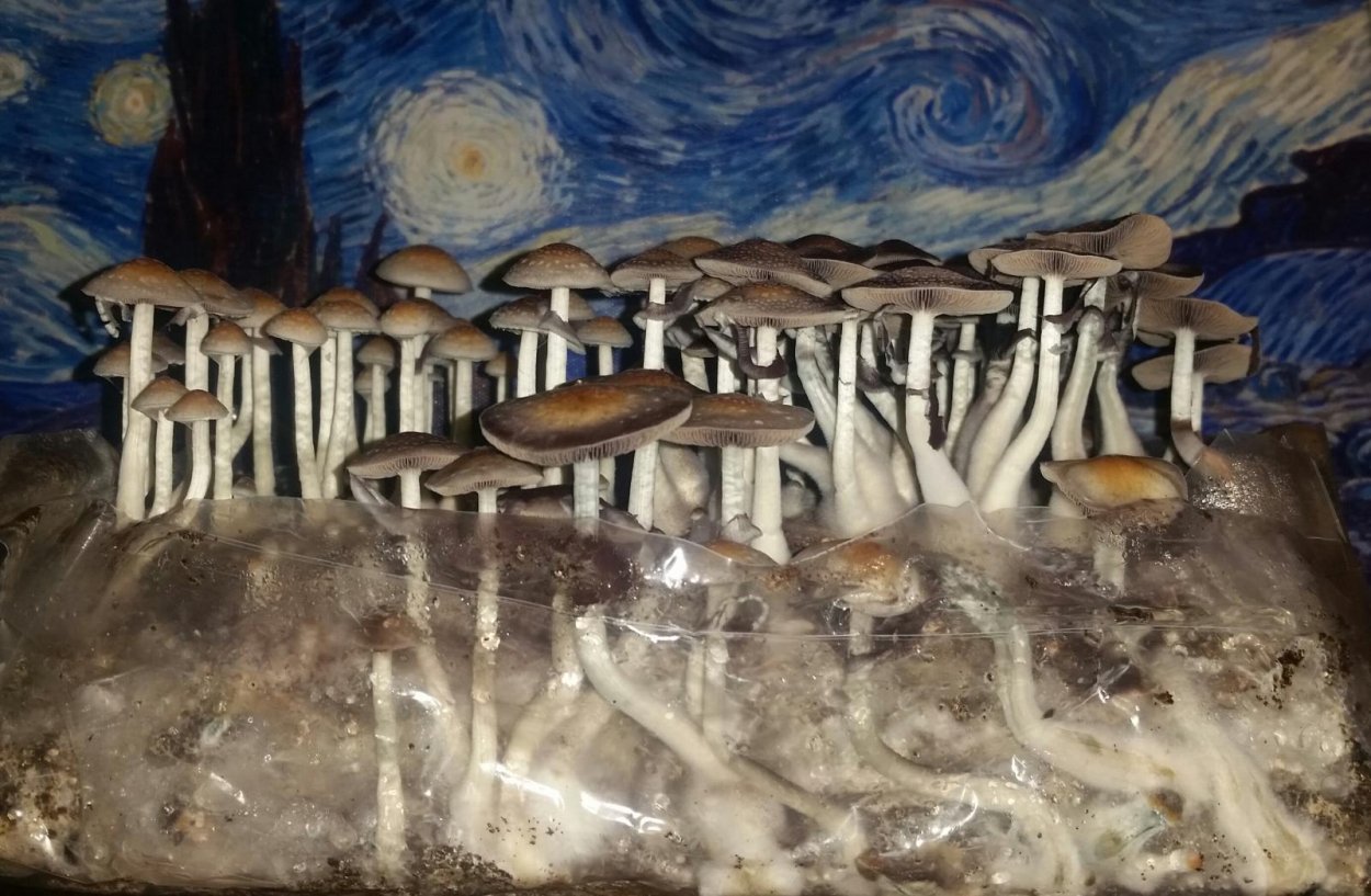 Псилоцибе Кубинская