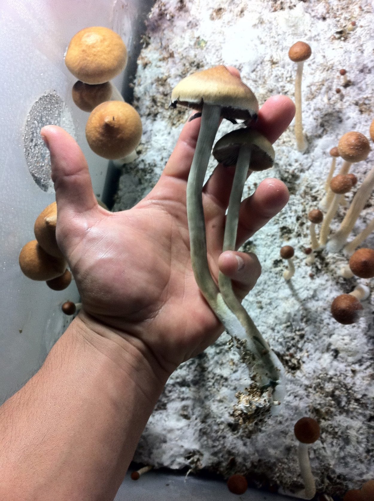 Кубенсис Малабар