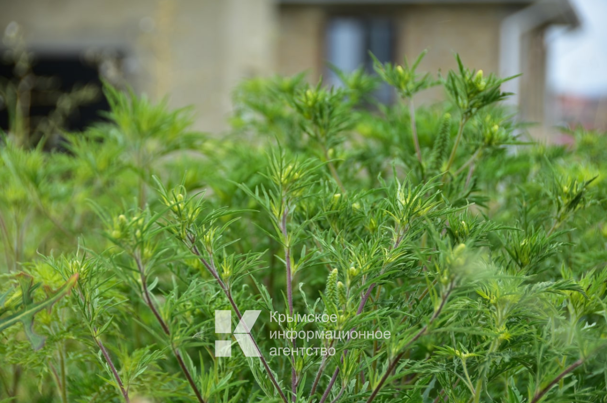 Амброзия Полевая