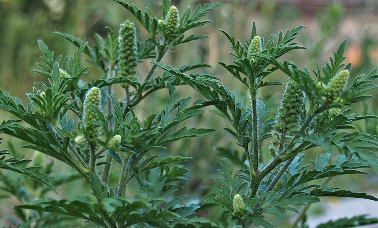 Аллерген Полынь обыкновенная