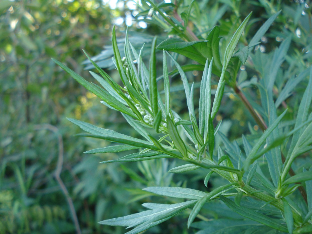 Амброзия колоновидная