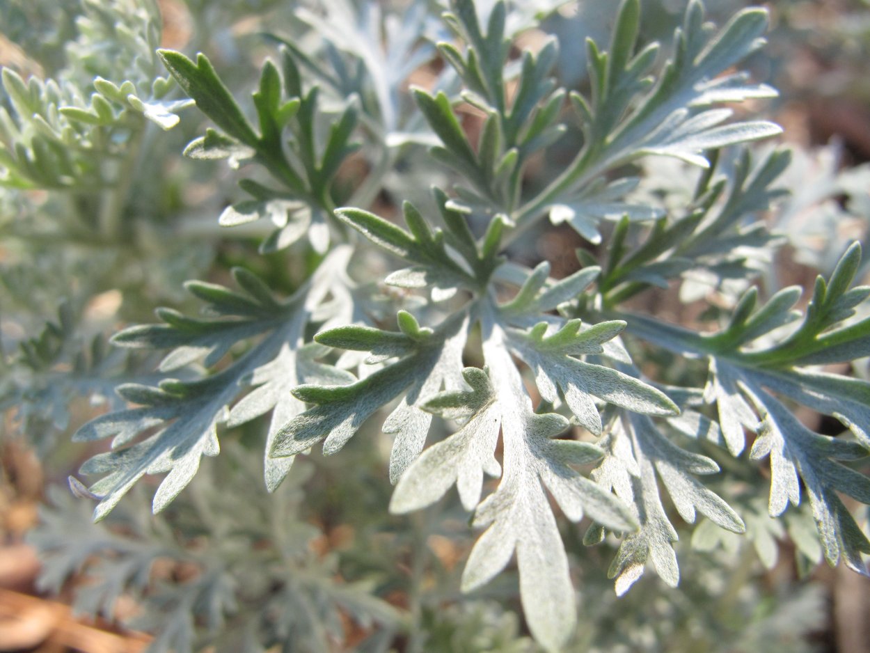 Artemisia chamaemelifolia