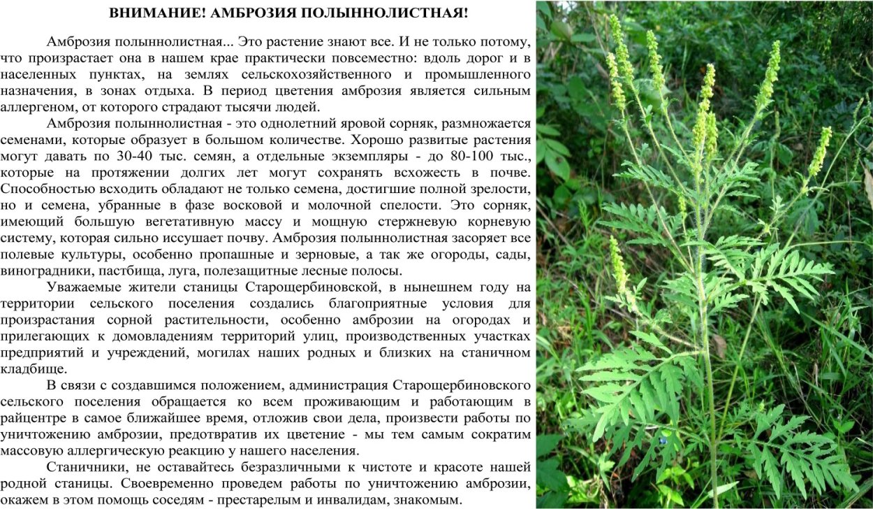 Полынь Понтийская, Римская.