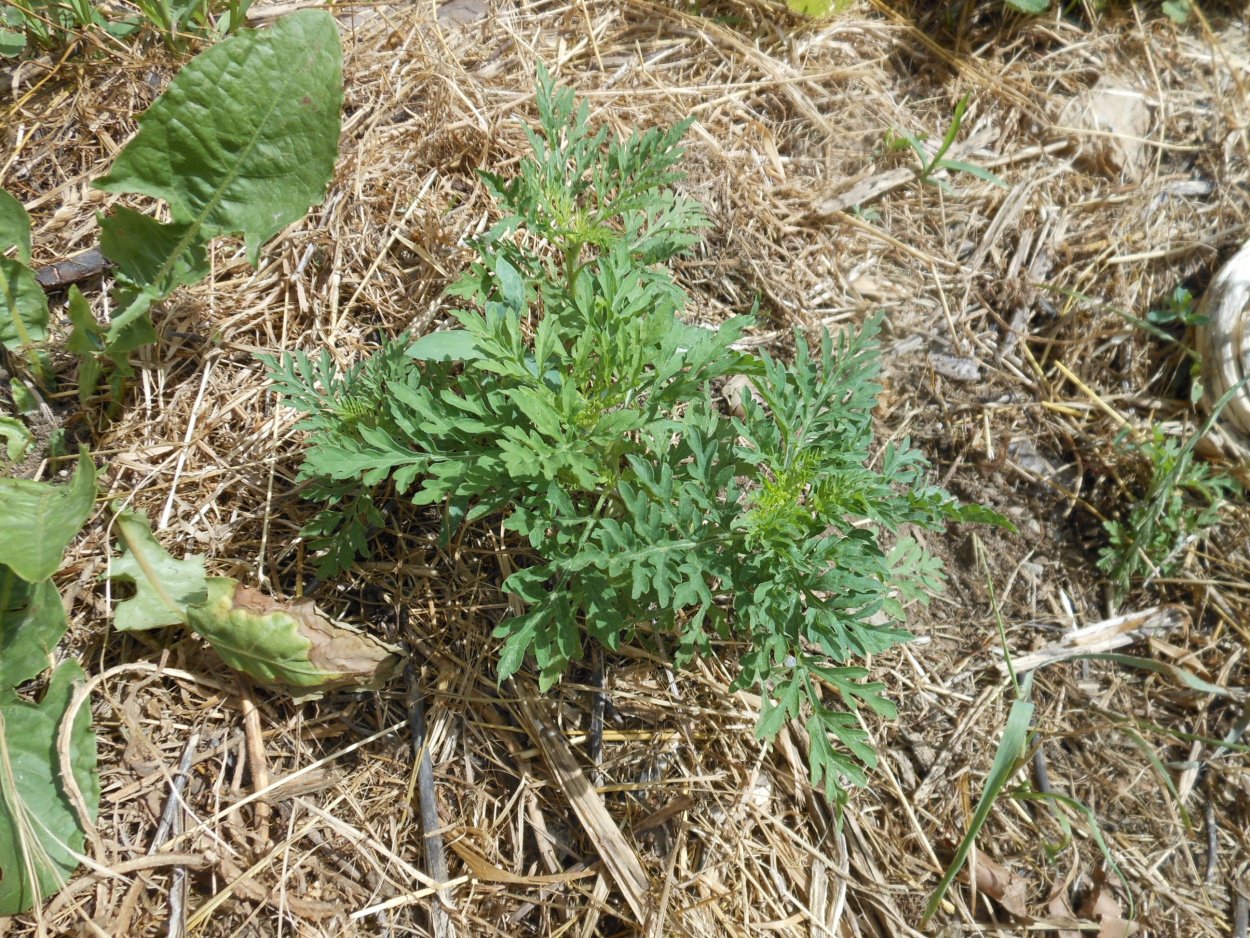 Цветение полыни Башкирия