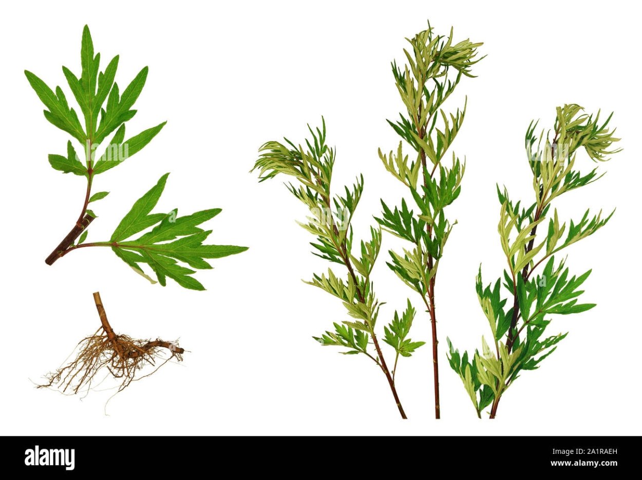 Амброзия растение карантинный сорняк