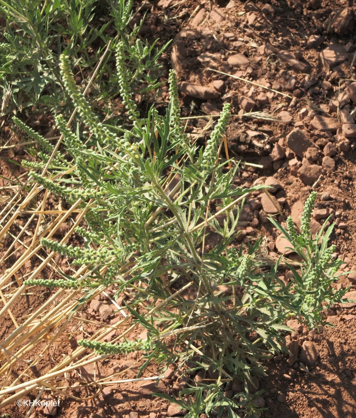 Полыни, амброзии, лебеды