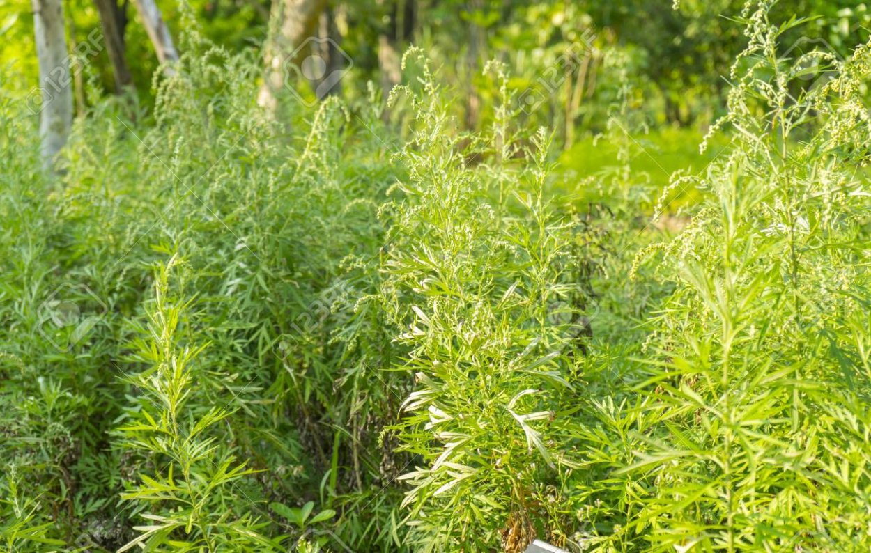 Полынь обыкновенная серебристая