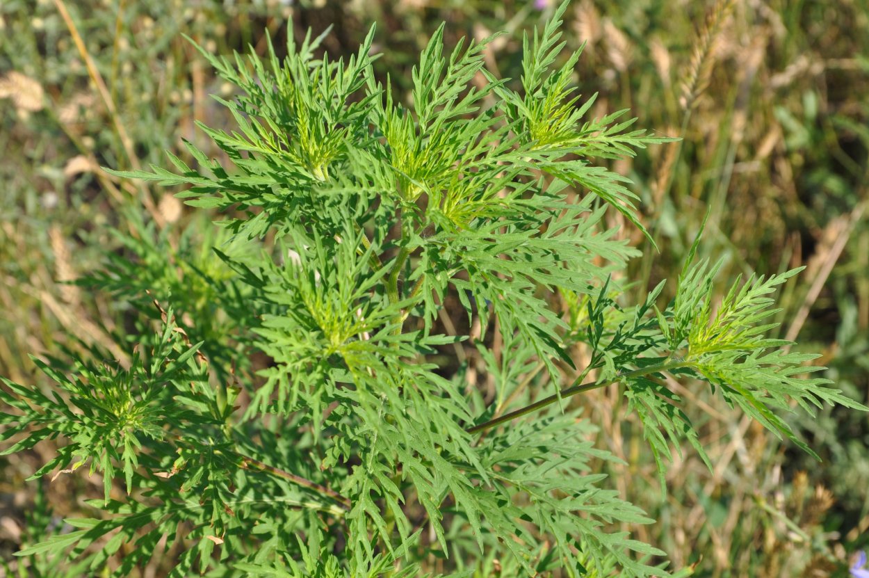 Полынь горькая туйон