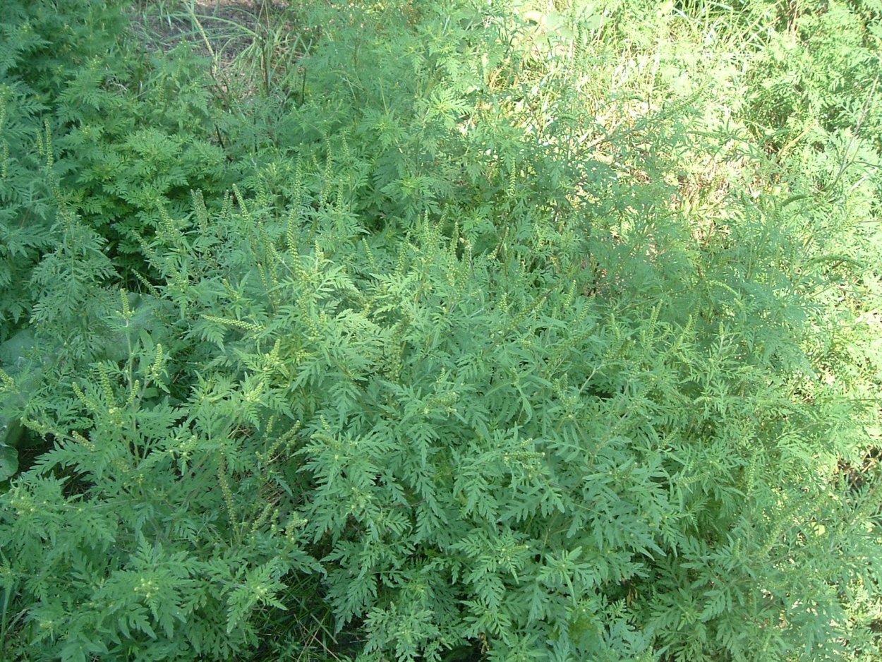 Полынь Луизианская / absinthium Louisiana