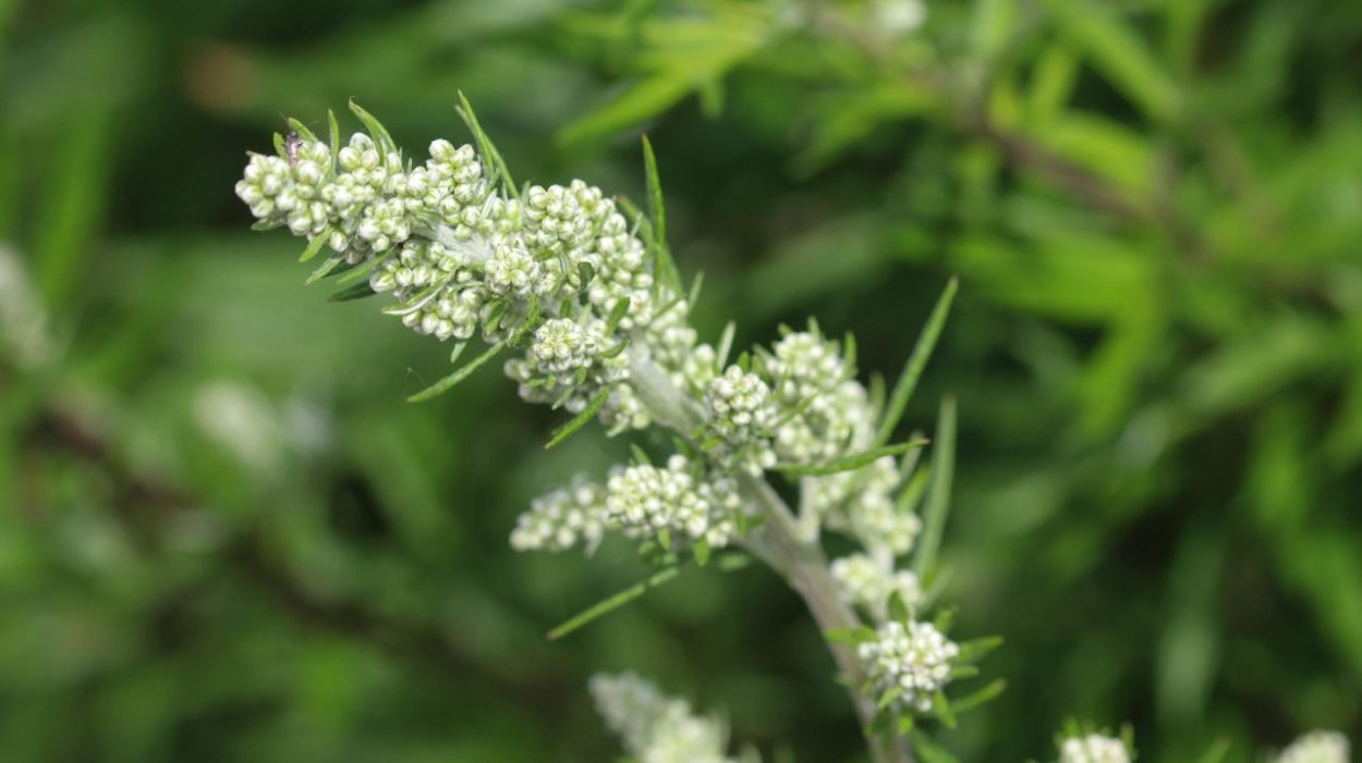 Амброзия высокая полыннолистная