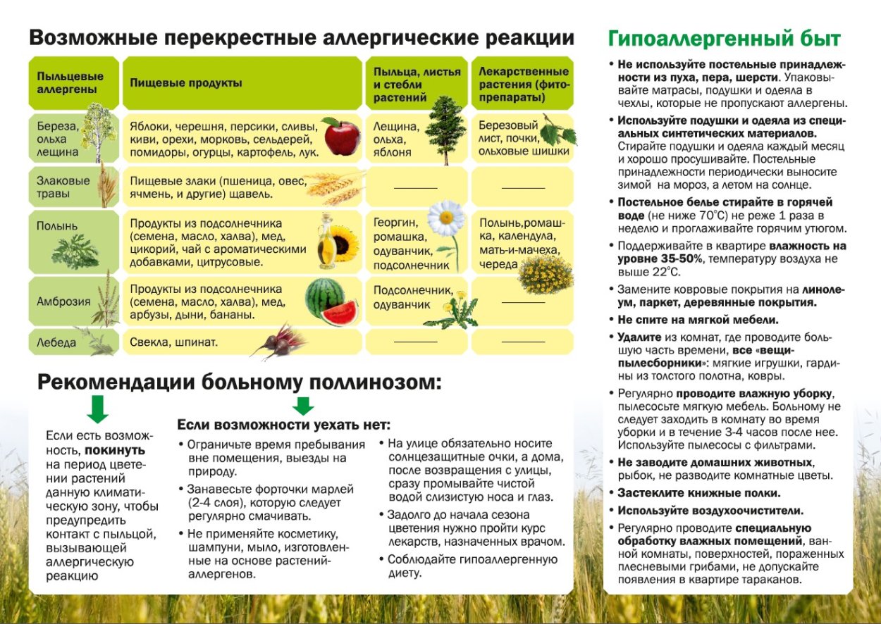 Ламис растение