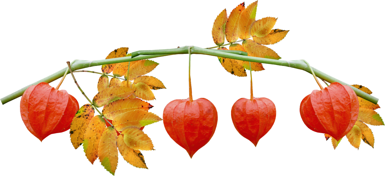 Физалис срезка