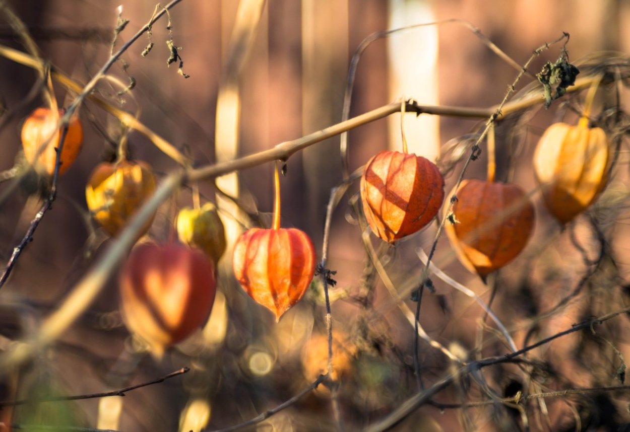 Физалис сушеный