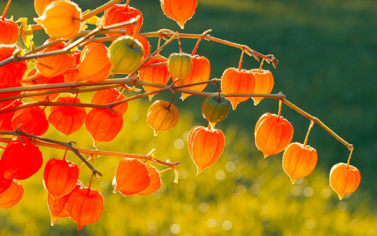 Физалис белый