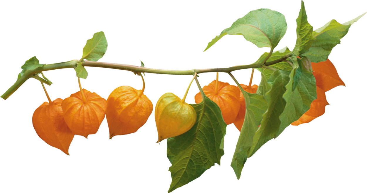 Физалис ветка листья