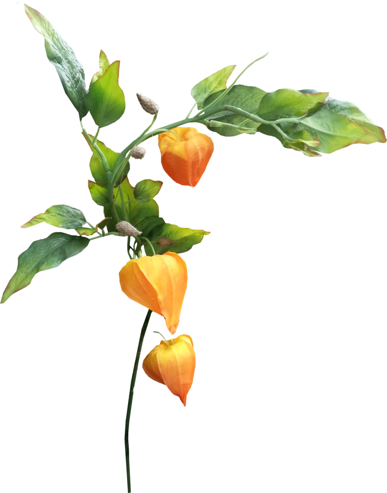 Физалиса ягоды