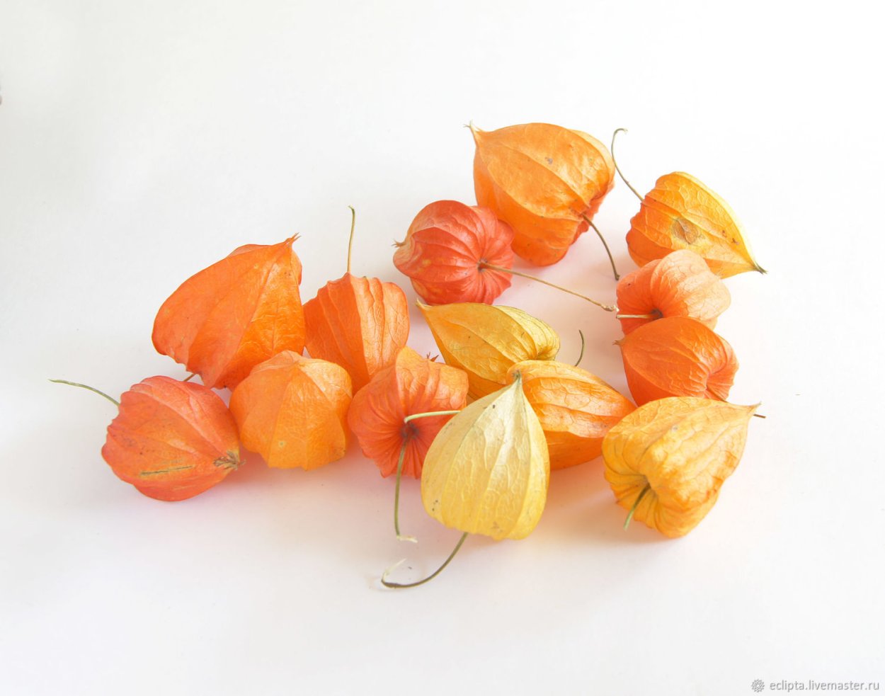 Скелетирование физалиса