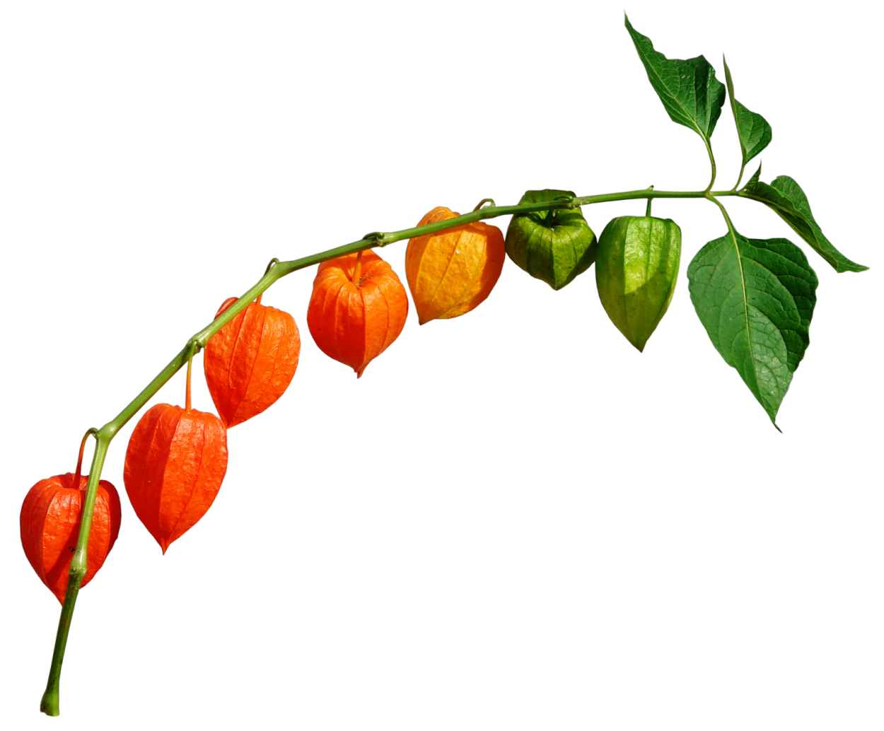 Ветка физалиса