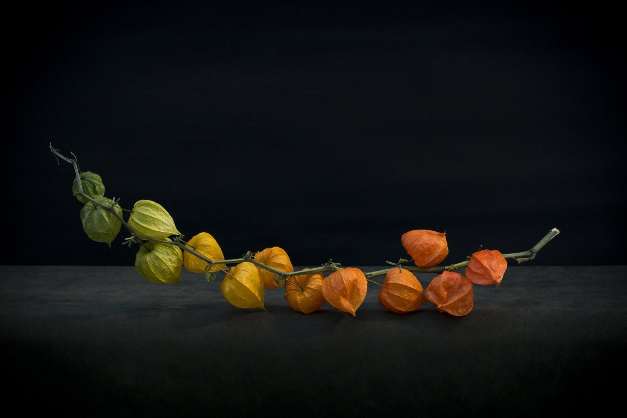 Физалис ветка на столе