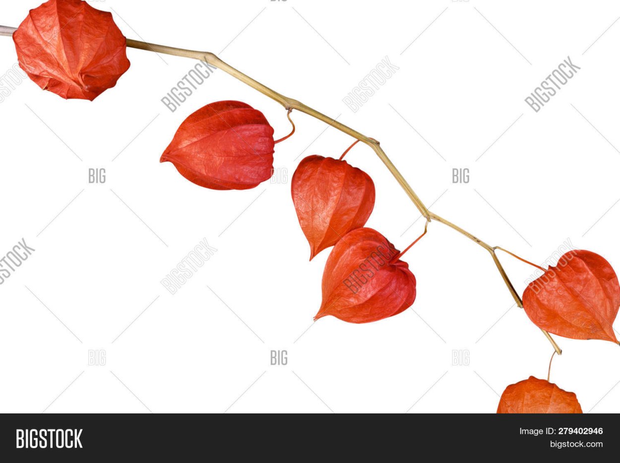 Физалис ветка листья