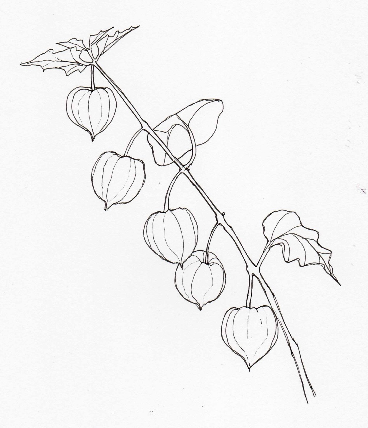 Элиота Ходжкин физалис