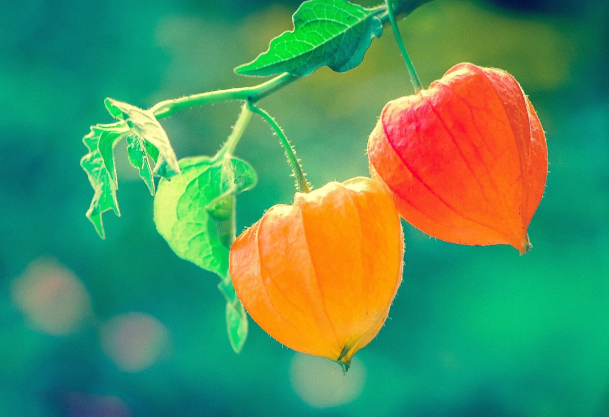 Ваза с физалисом