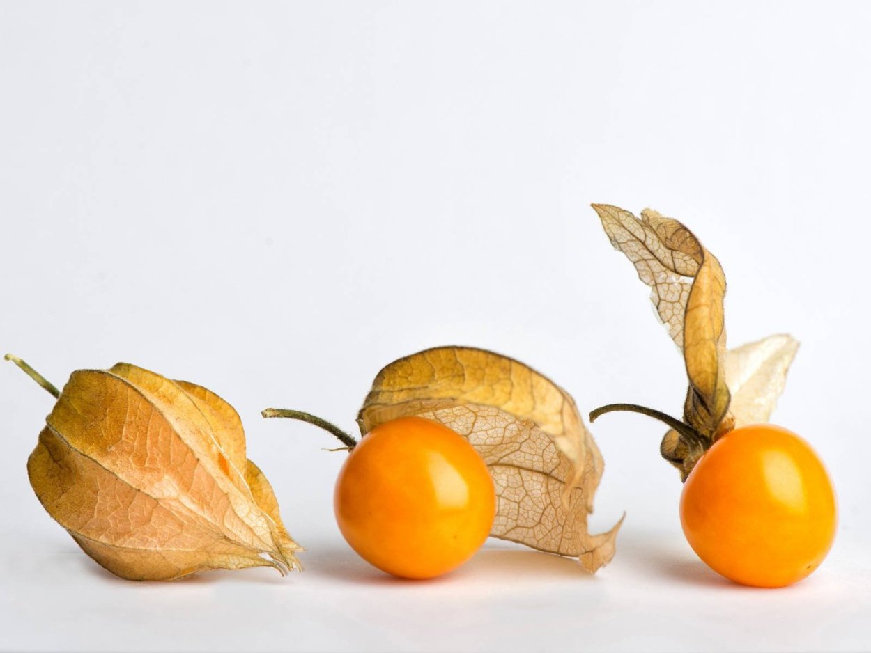 Физалис алькекенги