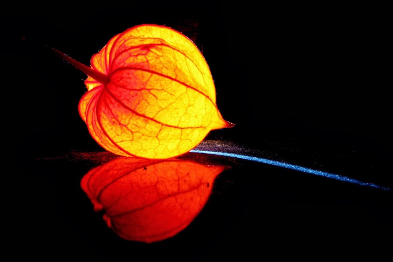 Ветка физалиса