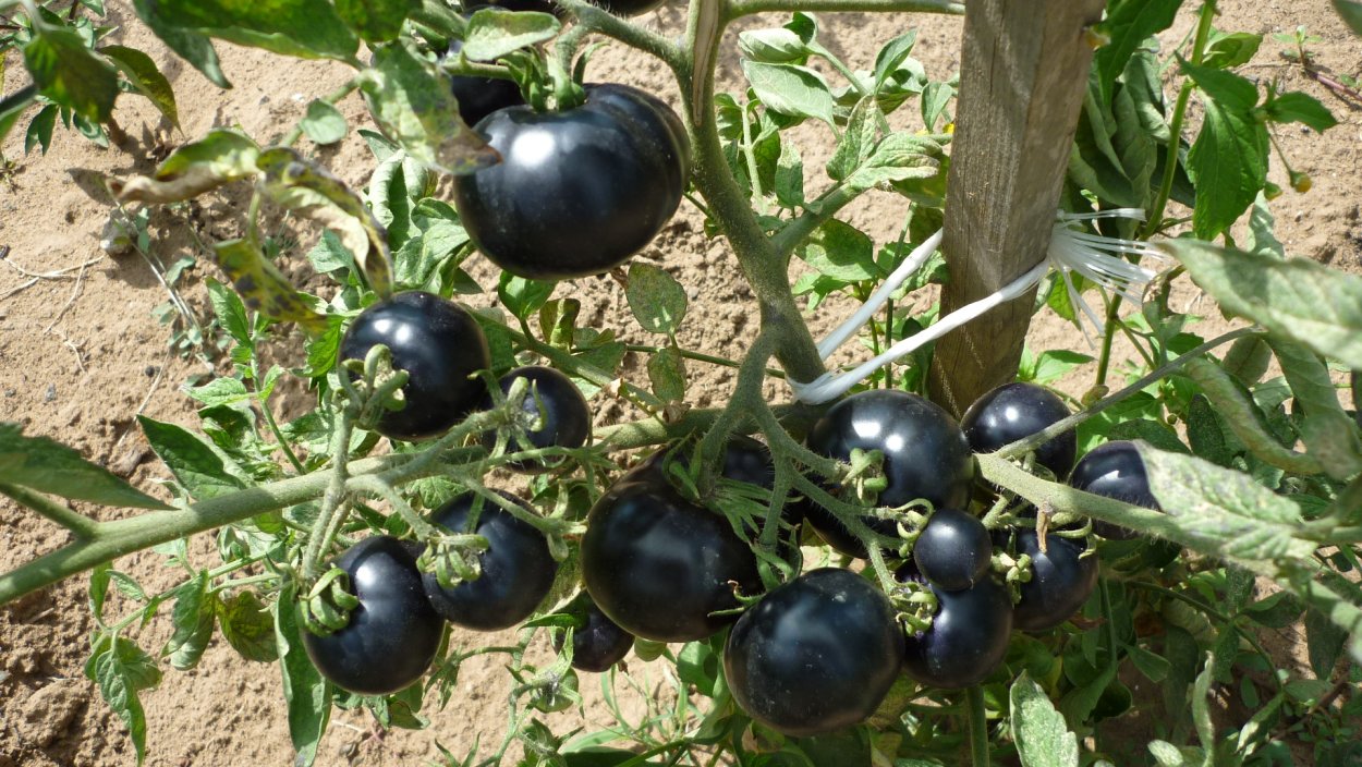 Томат черная Галактика