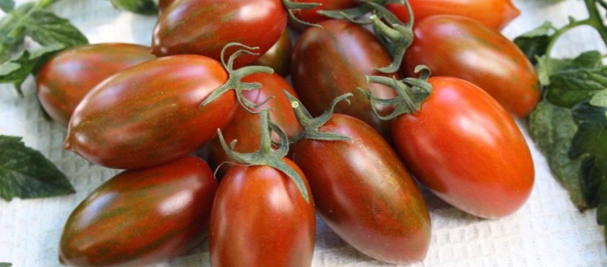 Томаты с антоцианом