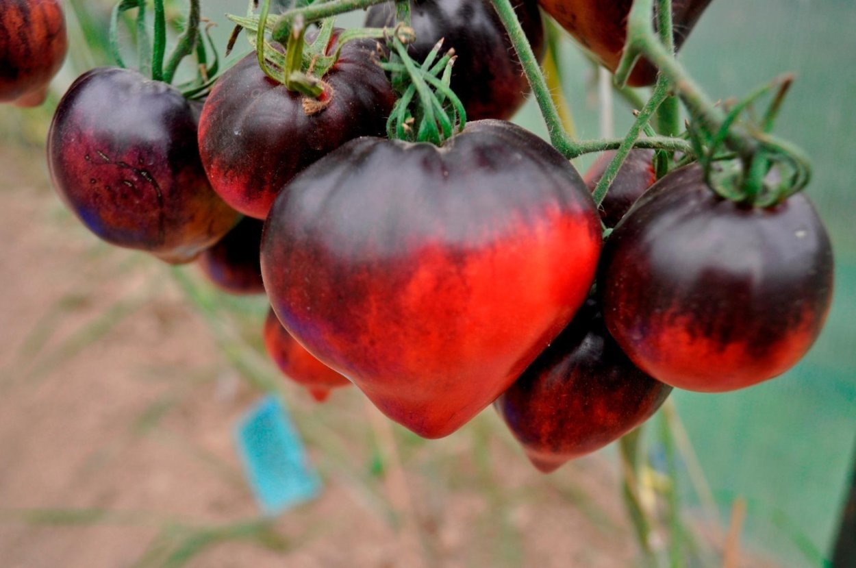 Томат черный черри