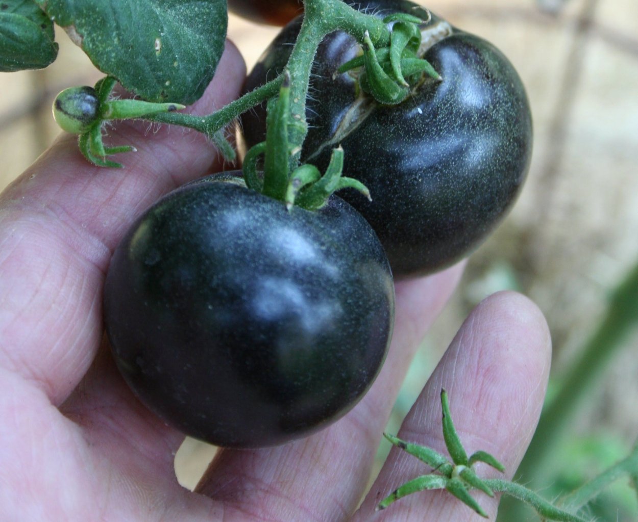 Томат черная гроздь