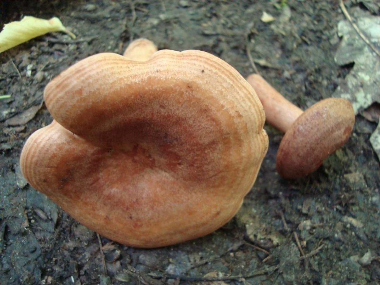 Млечник серо-розовый Lactarius helvus