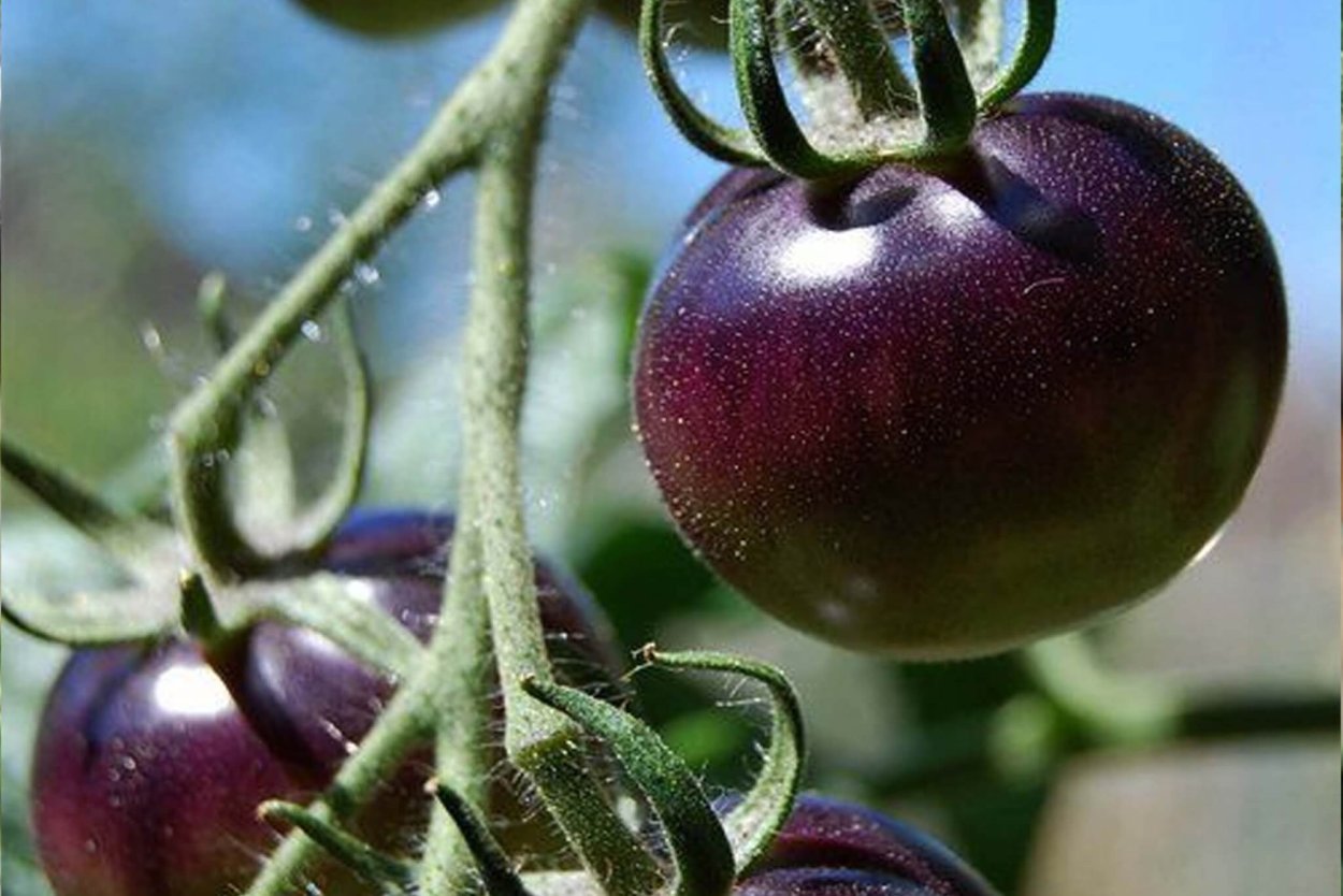 Томат черри шоколадный жемчуг