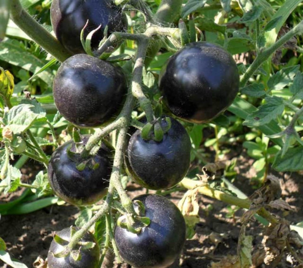 Томат Блэк Бьюти
