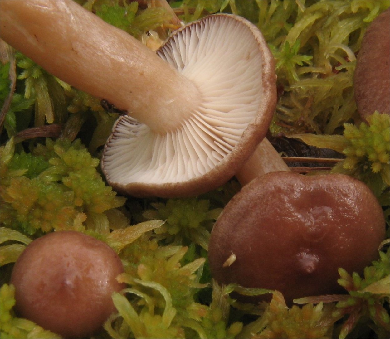 Млечник подорешник гриб