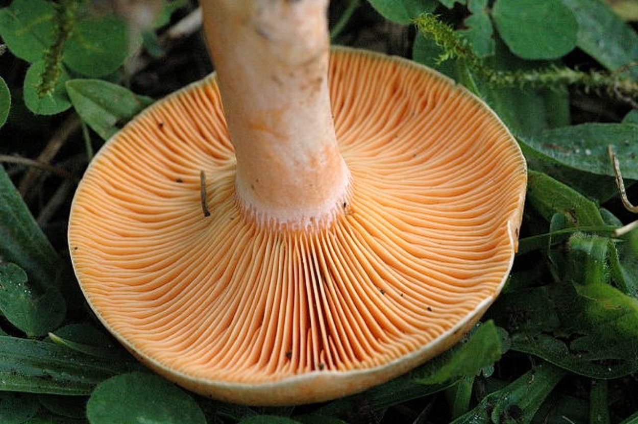Млечник серо-розовый Lactarius helvus