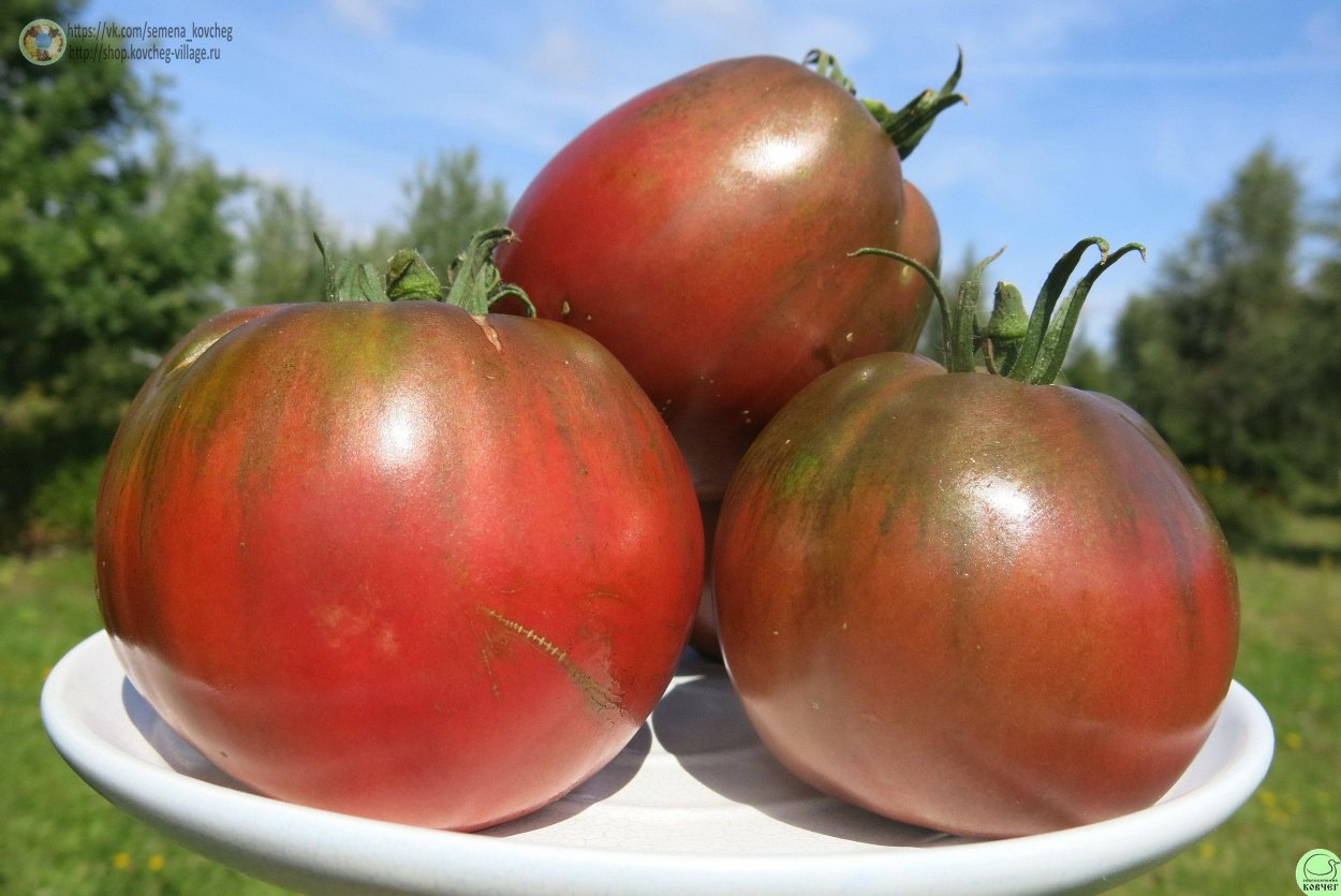 Томат черный принц