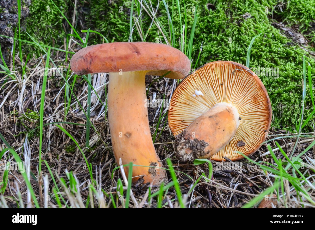 Lactarius volemus