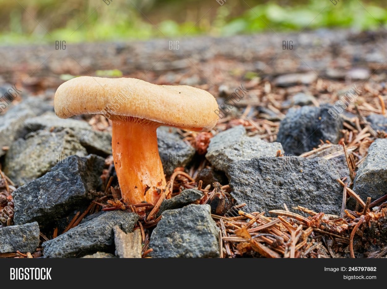 Млечник серо-розовый Lactarius helvus