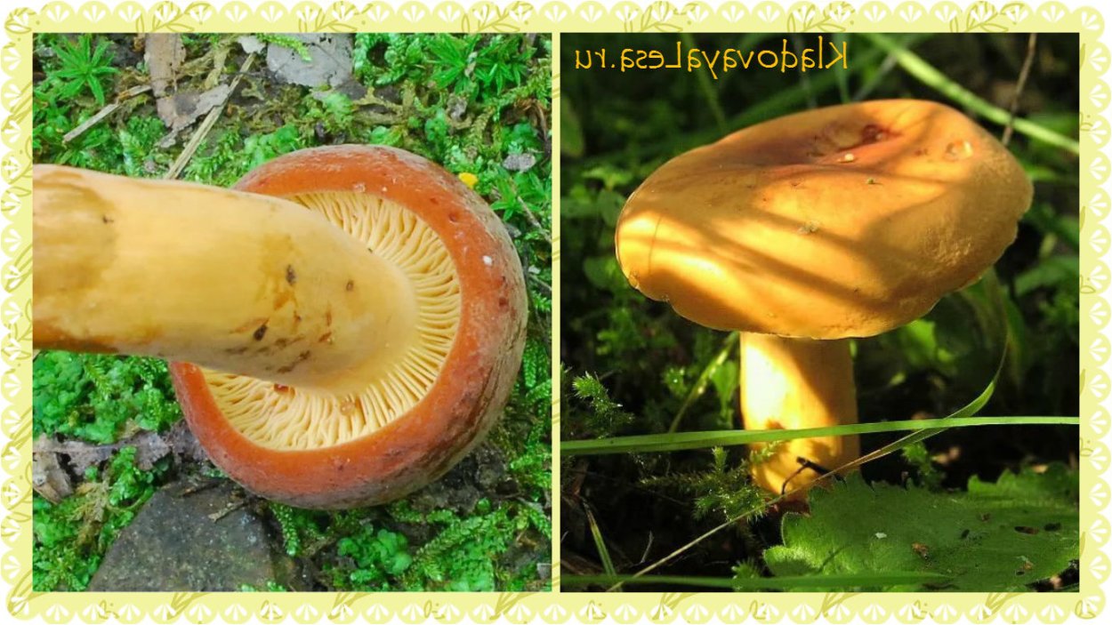 Lactarius volemus подмолочник