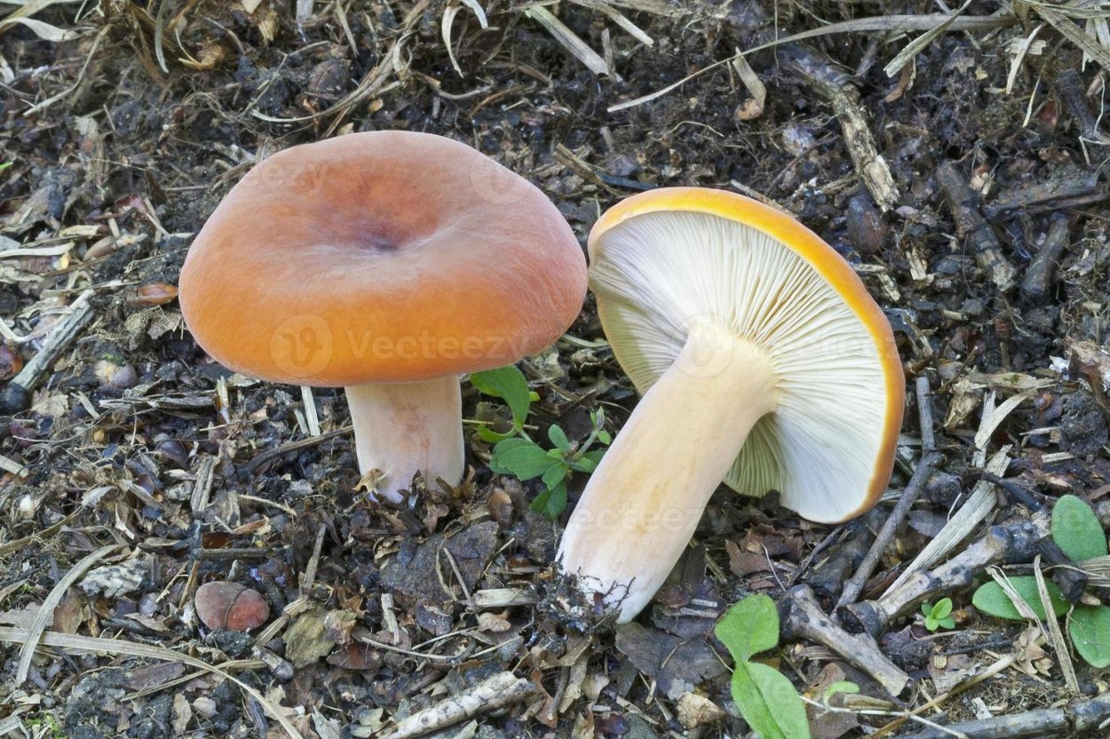 Млечник неедкий