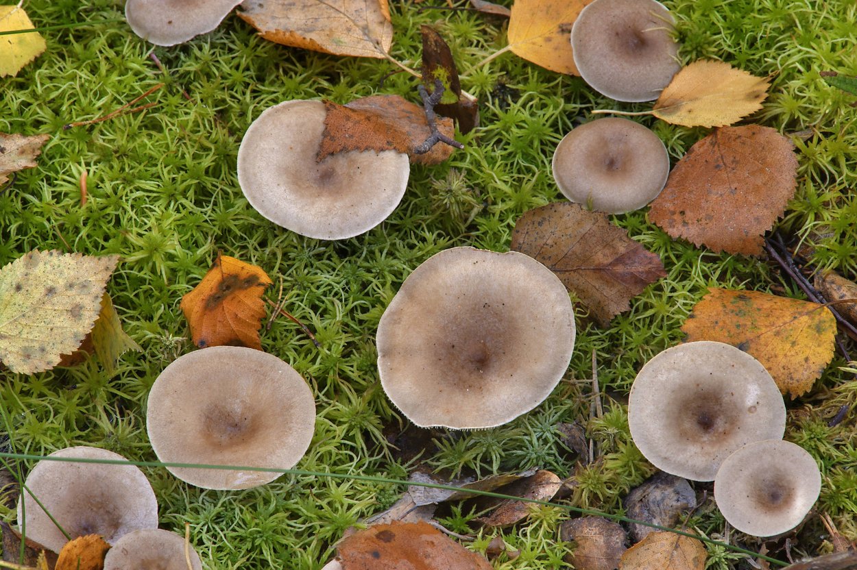 Млечник подорешник