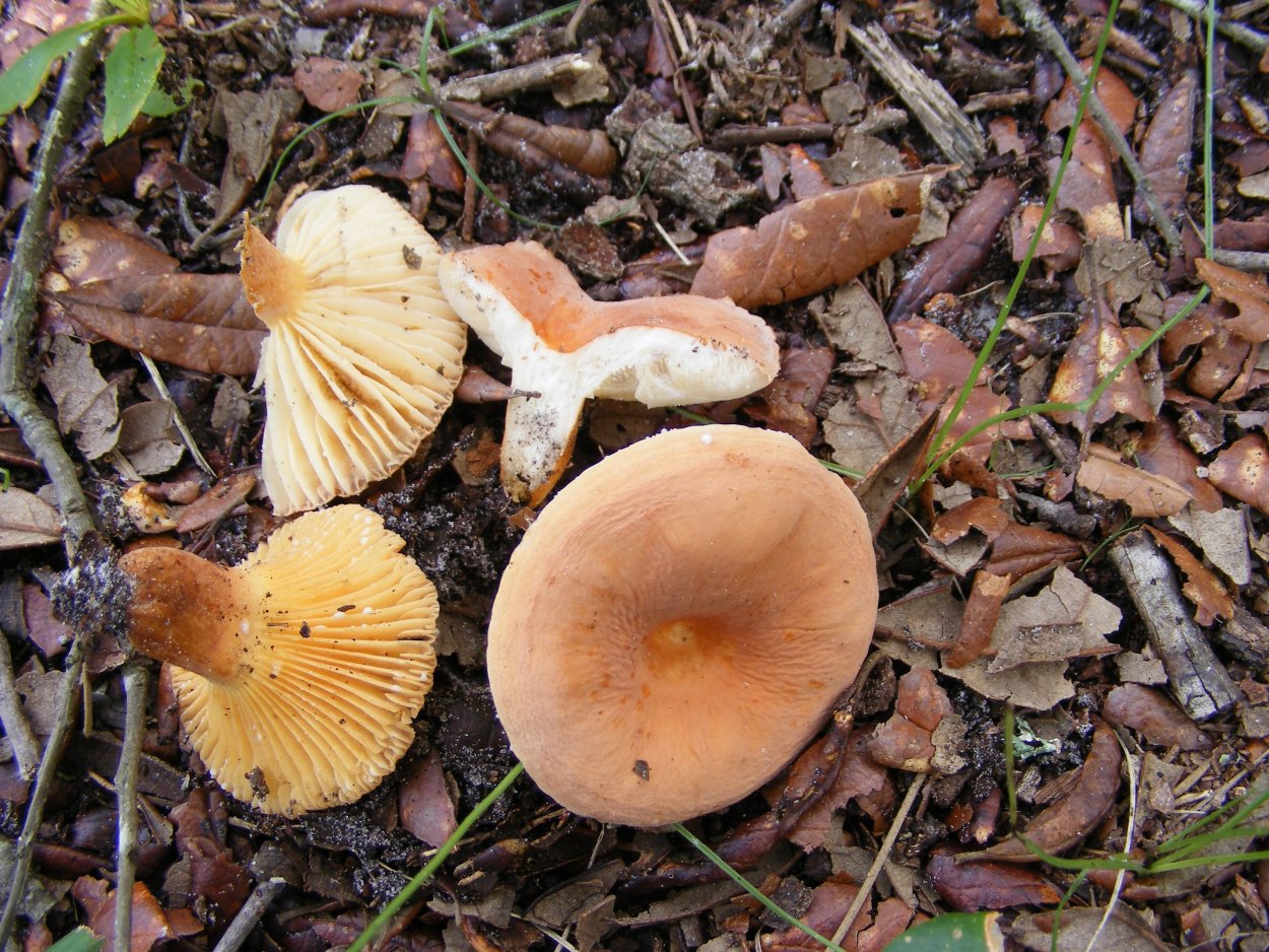 Lactarius volemus подмолочник