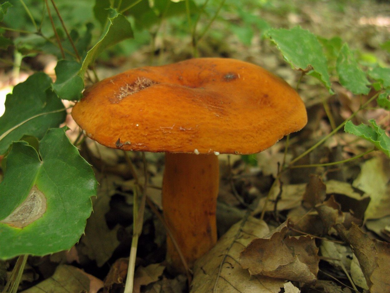 Молоканка гриб съедобный