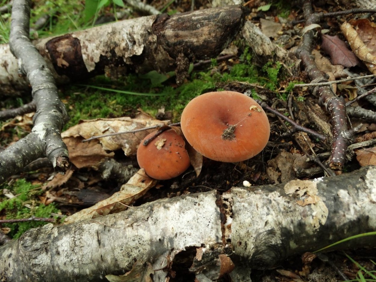 Млечник гигрофоровидный