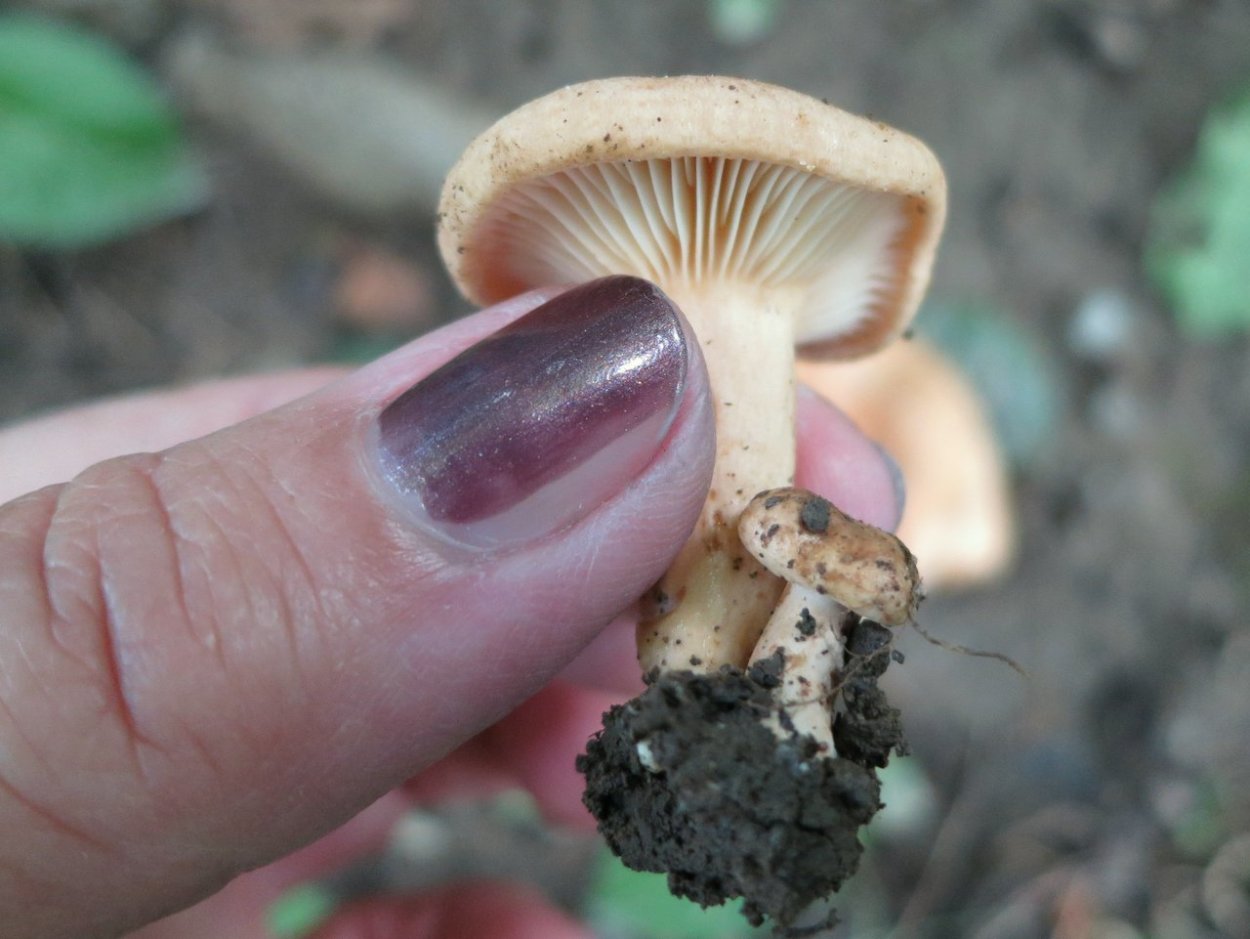 Млечник лиловеющий